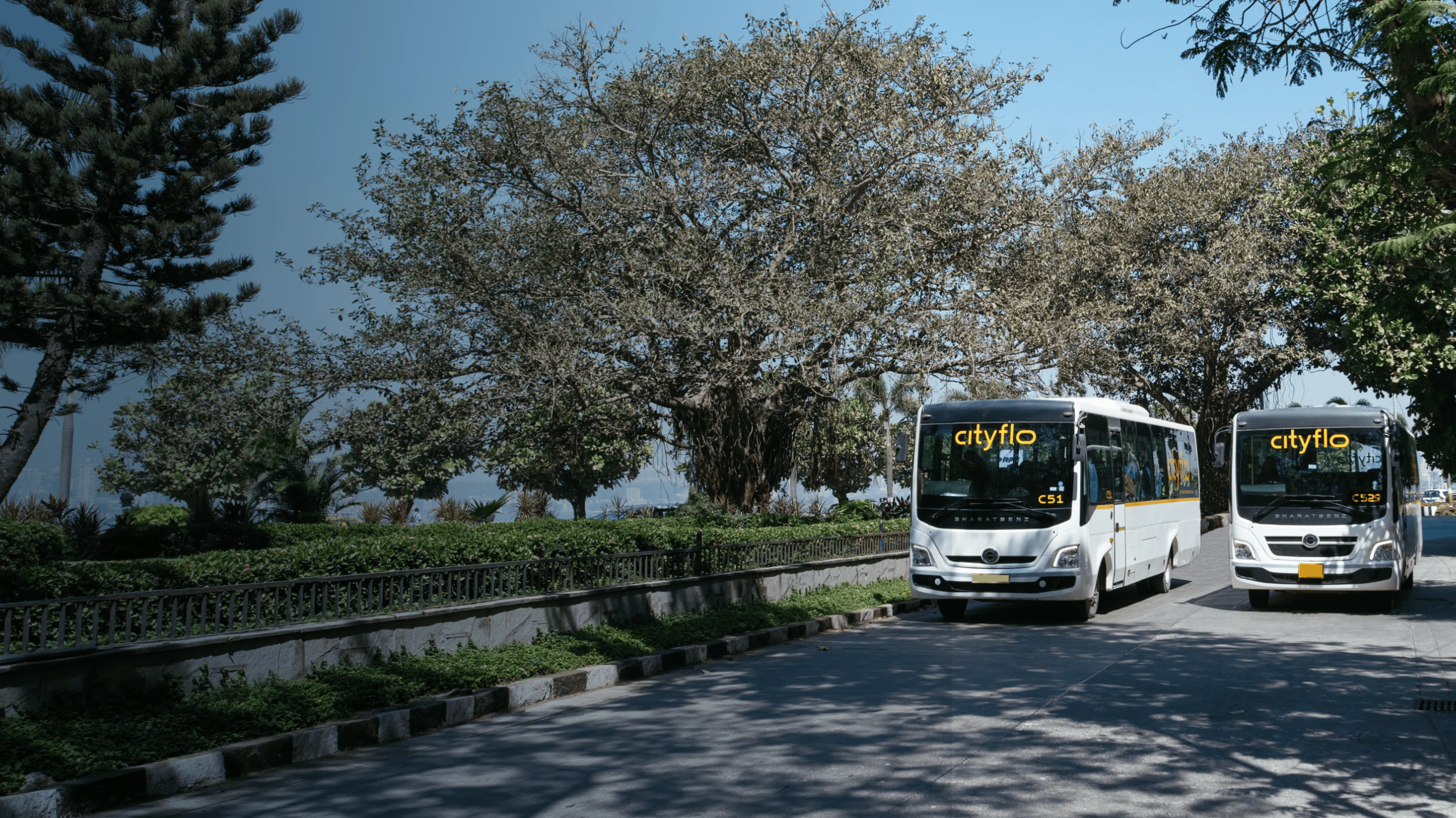 Cityflo buses on a tree-lined road